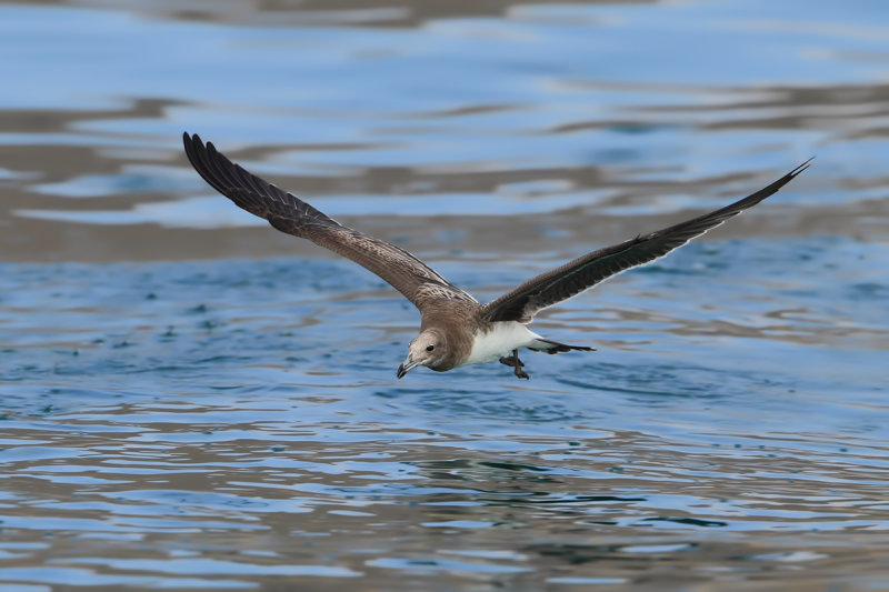 Sooty Gull (Ichthyaetus hemprichii) 