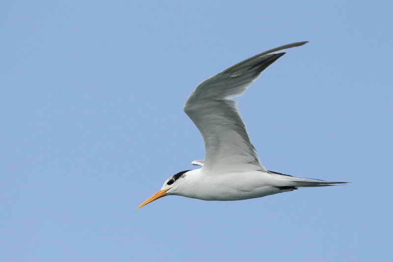 Lesser Crested Tern (Thalasseus bengalensis)