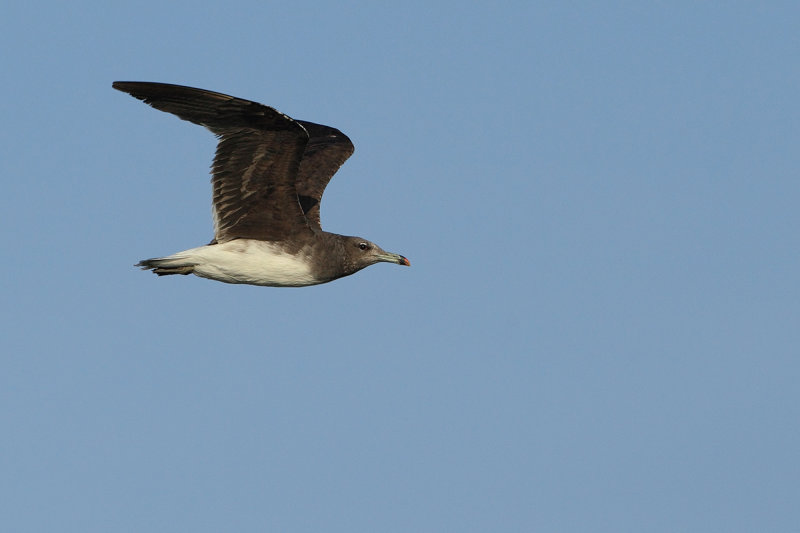 Sooty Gull (Ichthyaetus hemprichii) 