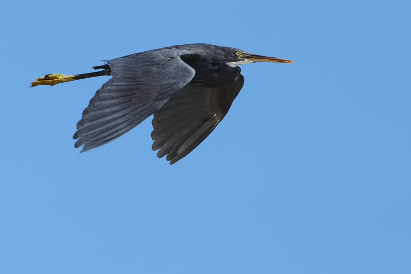 Western Reef Egret (Egretta gularis) 