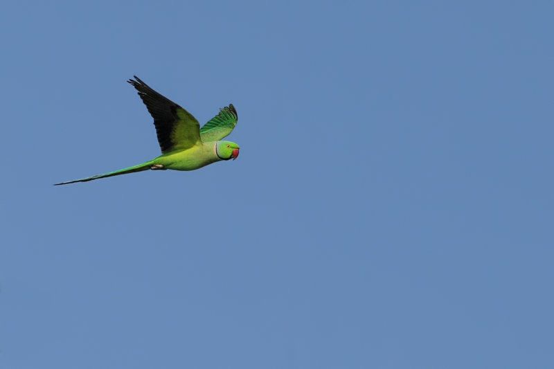 Rose-ringed Parakeet (Psittacula krameri)