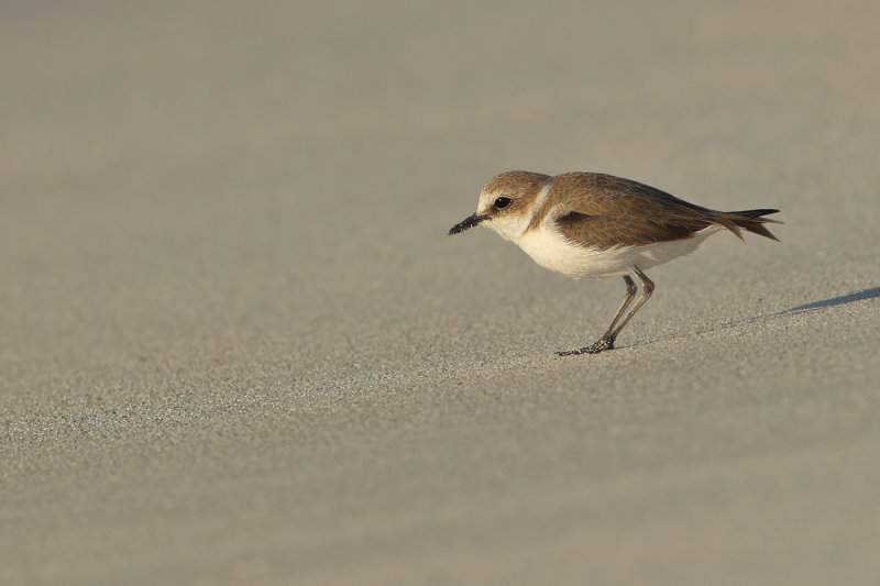 Kentish Plover (Charadrius alexandrinus)