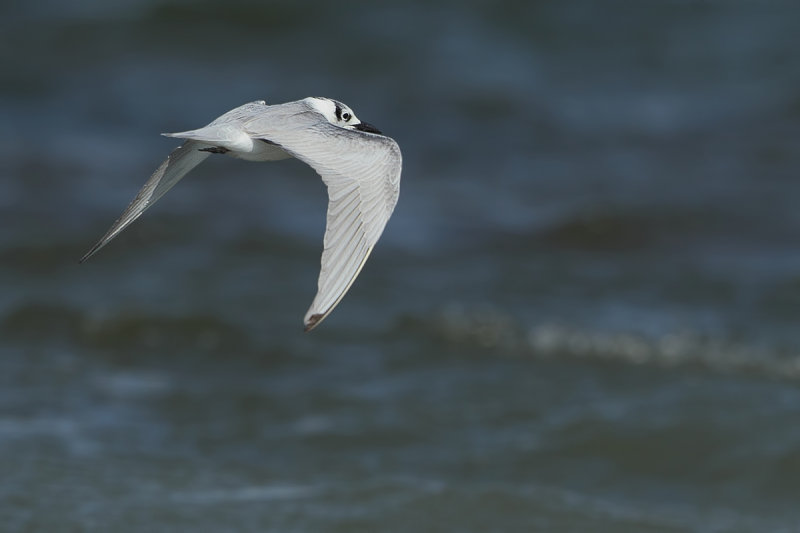 Gull-billed tern (Gelochelidon nilotica)