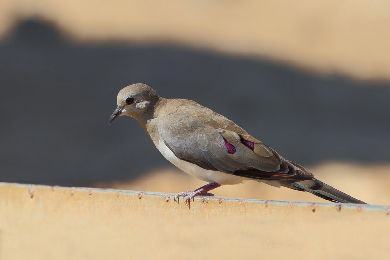 Namaqua Dove (Oena capensis)