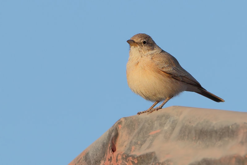 Desert Lark (Ammomanes deserti ssp. azizi) 