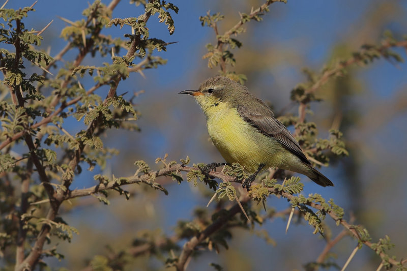 Nile Valley Sunbird (Hedydipna metallica) 