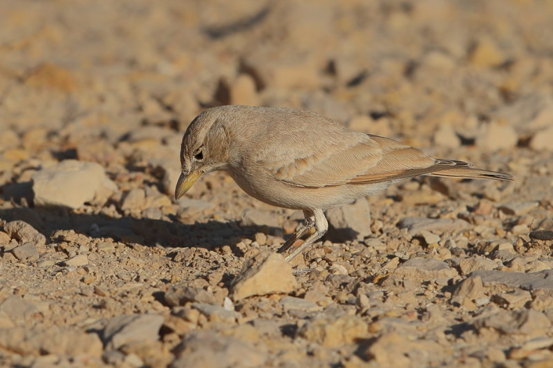 Desert Lark (Ammomanes deserti ssp. azizi) 