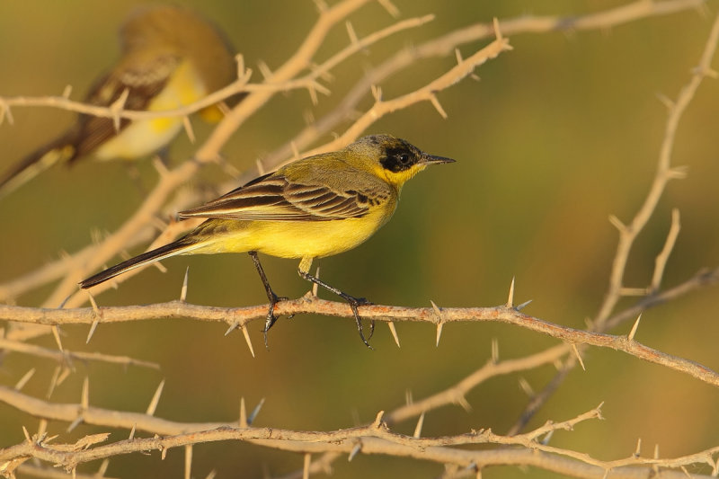 Dark-headed wagtail or Grey-headed wagtail (Motacilla flava ssp thunbergi)