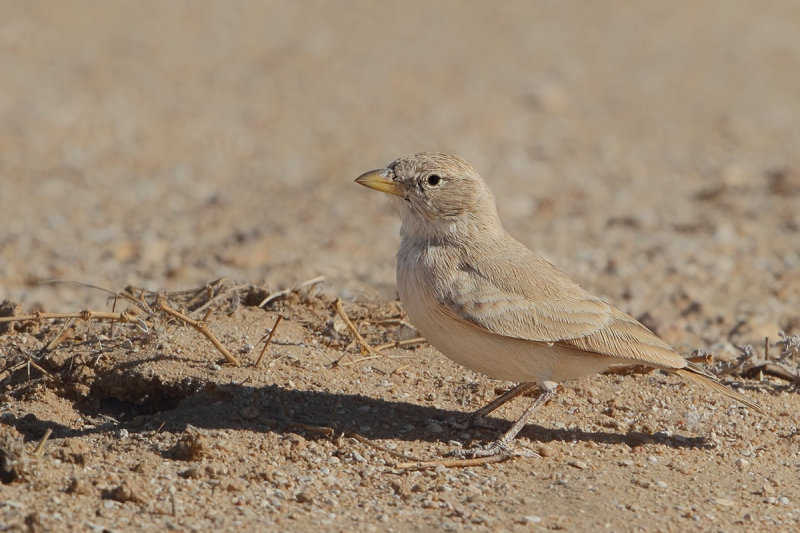 Desert Lark (Ammomanes deserti ssp. azizi) 