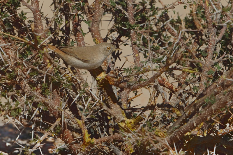Gallery Desert Warbler