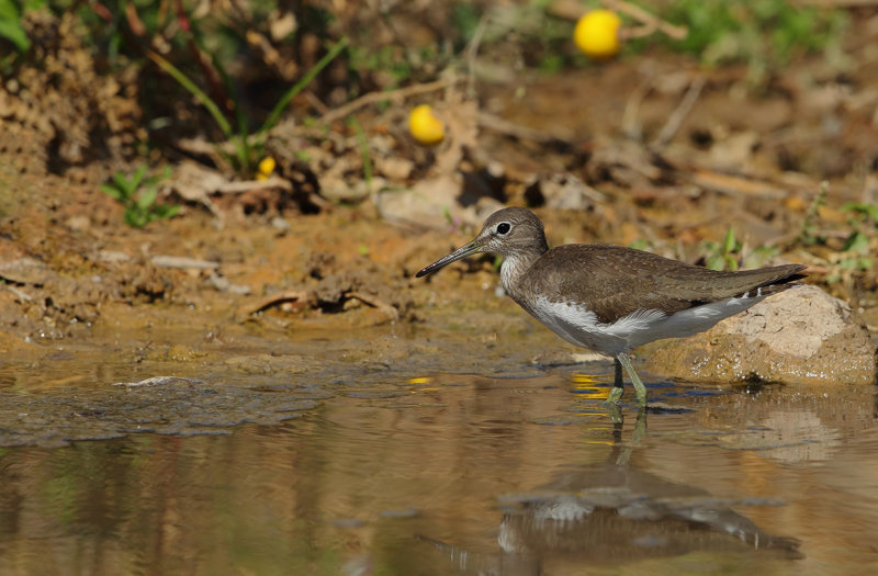 Green Sandpiper (Tringa ochropus) 