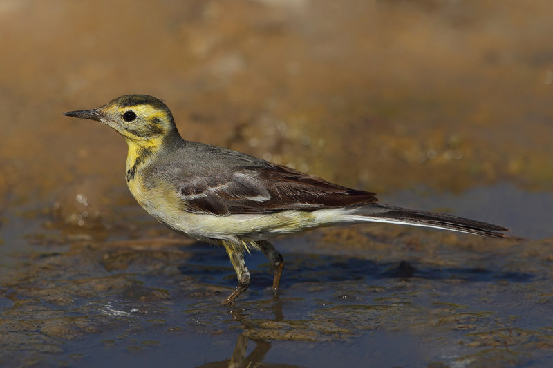 Citrine Wagtail (Motacilla citreola)