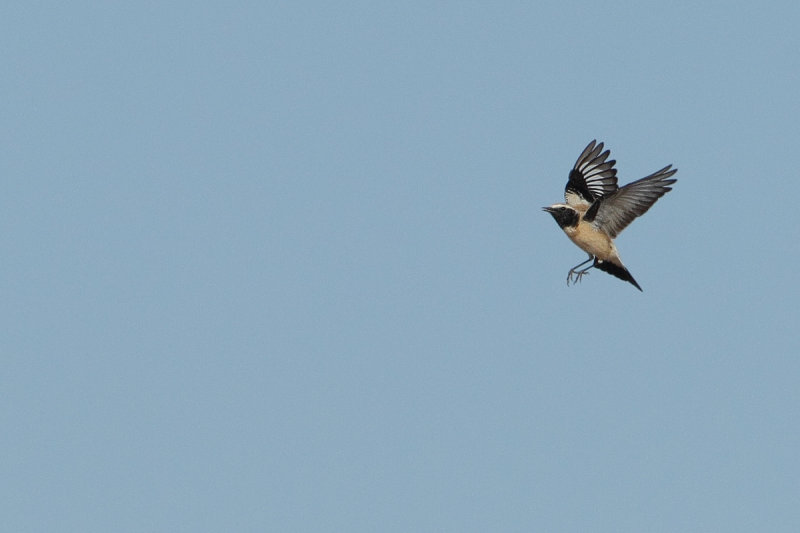 Desert Wheatear (Oenanthe deserti) 