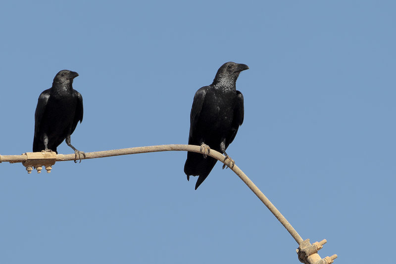 Fan-tailed Raven (Corvus rhipidurus) 