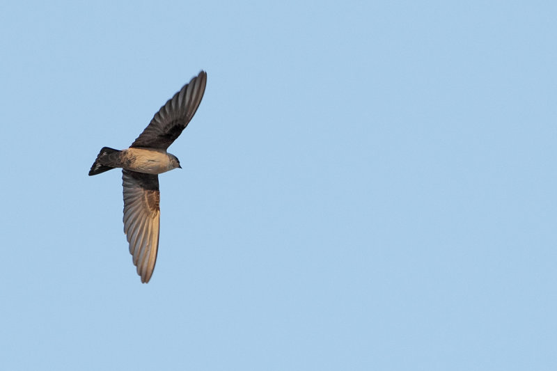 Rock Martin (Ptyonoprogne fuligula arabica)