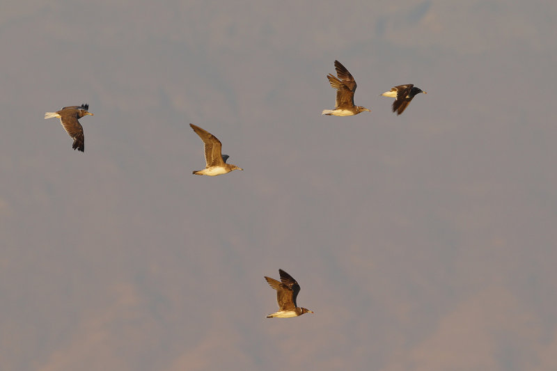 Sooty Gull (Ichthyaetus hemprichii) 