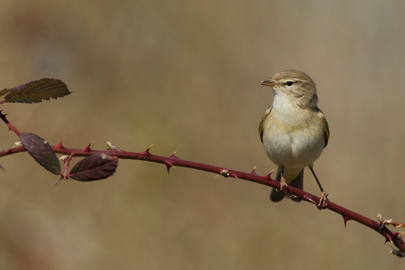 Willow Warbler ( Phylloscopus trochilus)