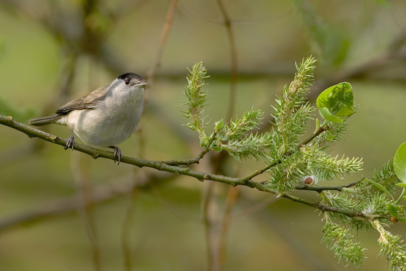 Blackcap (Sylvia atricapilla)