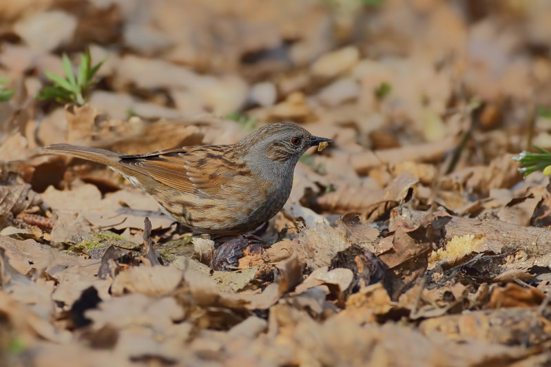 Dunnock (Prunella modularis)