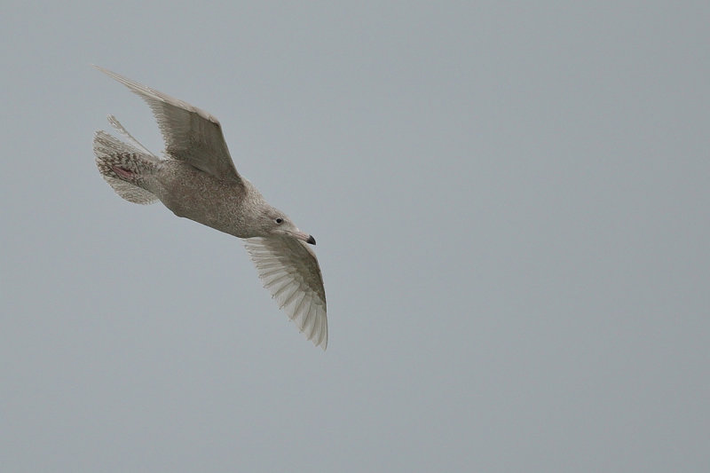 Glaucous Gull (Larus hyperboreus) 