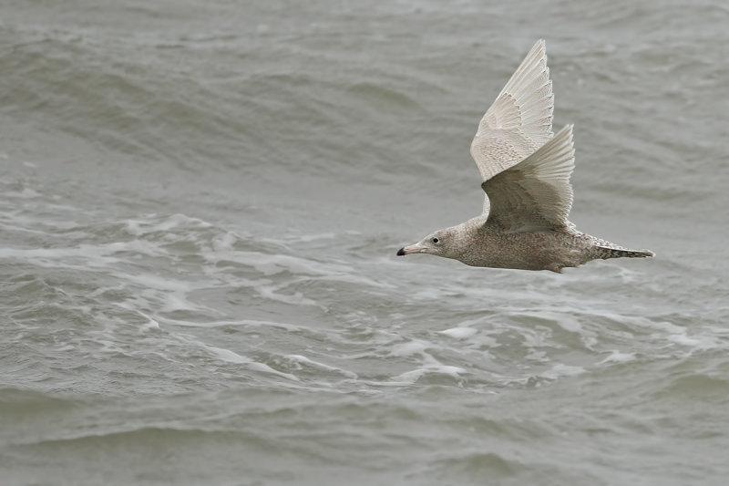 Glaucous Gull (Larus hyperboreus) 