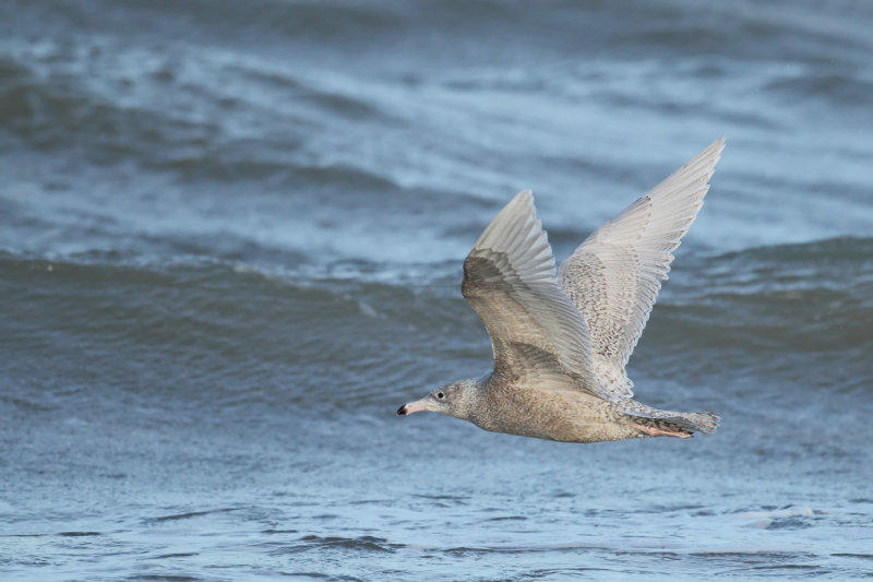 Glaucous Gull (Larus hyperboreus) 