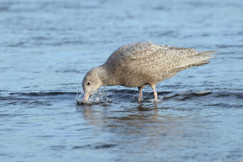 Glaucous Gull (Larus hyperboreus) 