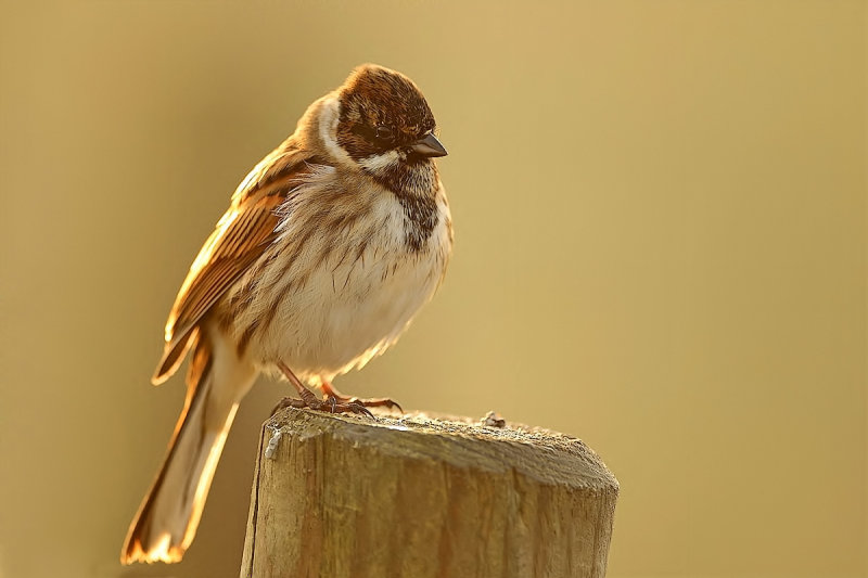 Common Reed Bunting (Emberiza schoeniclus)
