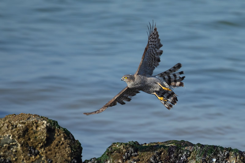 Eurasian Sparrowhawk (Accipiter nisus)