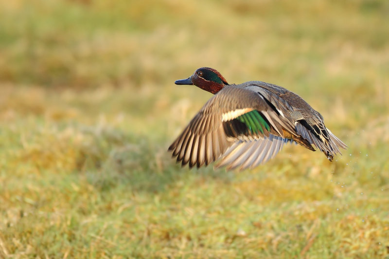 Common Teal (Anas crecca) 