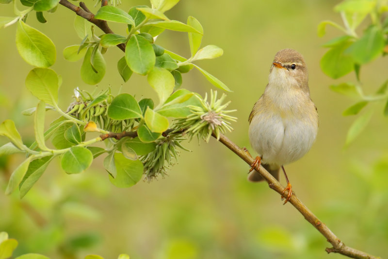 Willow Warbler ( Phylloscopus trochilus)