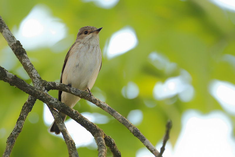 Spotted Flycatcher (Muscicapa striata)