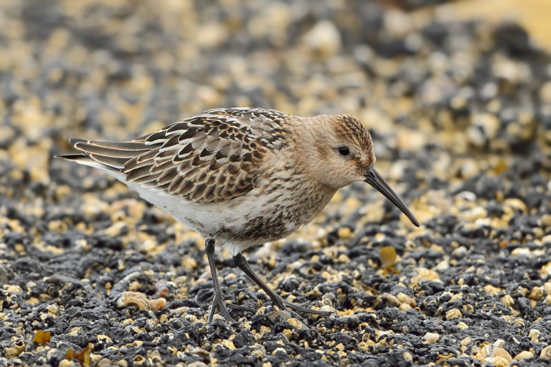 Dunlin (Calidris alpina) 