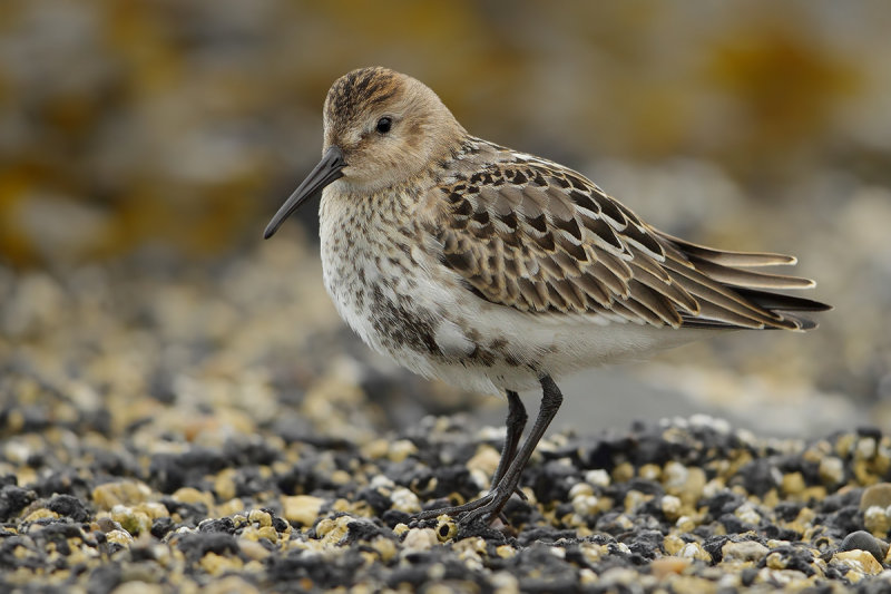 Dunlin (Calidris alpina) 