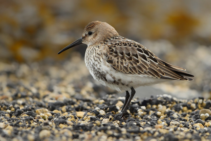 Dunlin (Calidris alpina) 