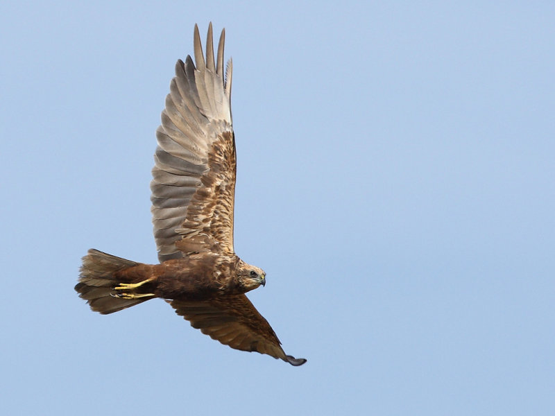 Western Marsh Harrier (Circus aeruginosus)