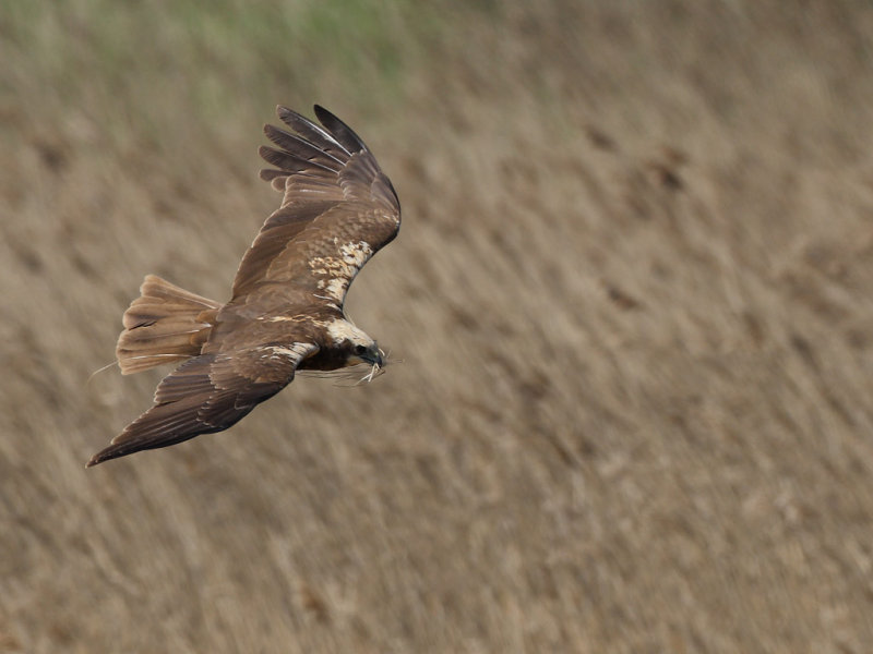 Western Marsh Harrier (Circus aeruginosus)
