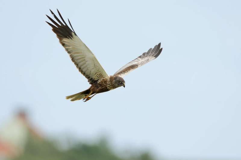 Western Marsh Harrier (Circus aeruginosus)