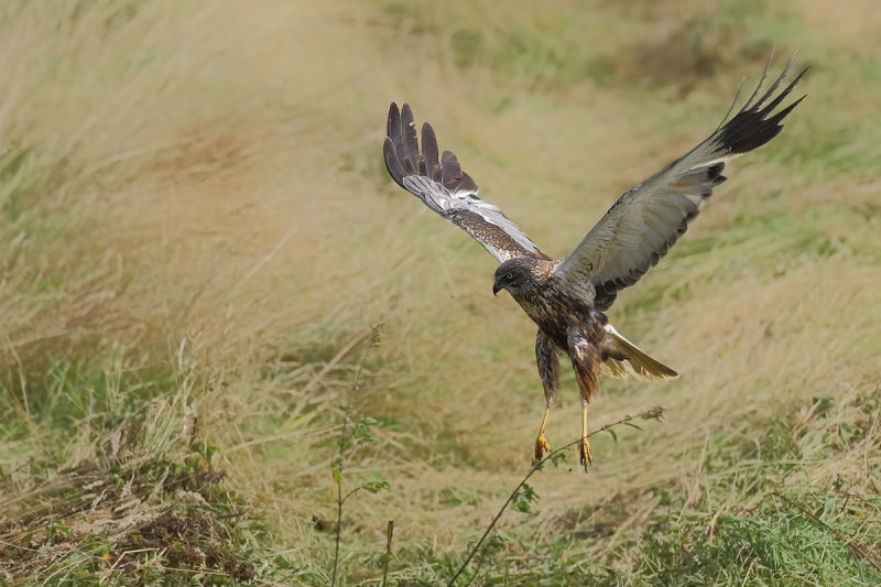 Western Marsh Harrier (Circus aeruginosus)