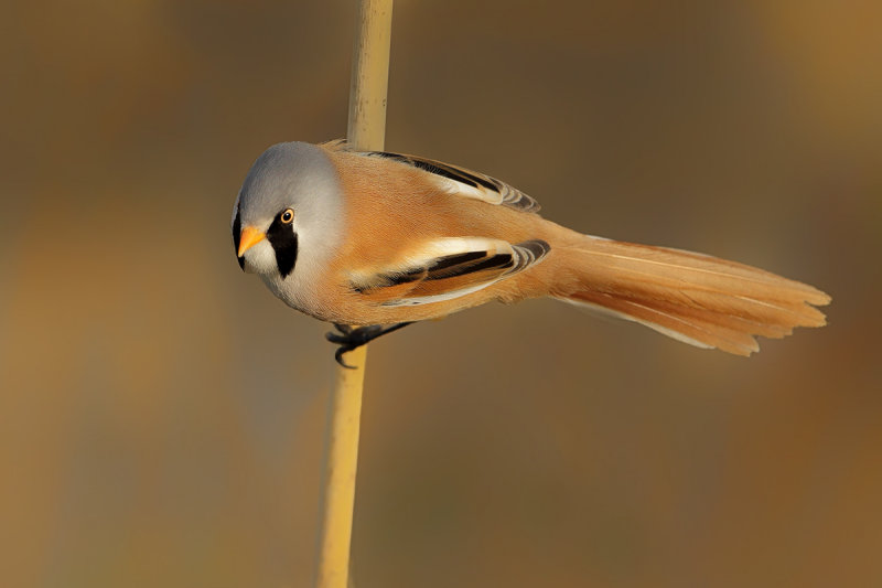 Bearded Reedling (Panurus biarmicus)