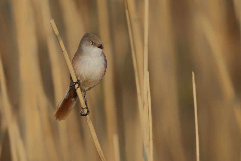 Bearded Reedling (Panurus biarmicus)