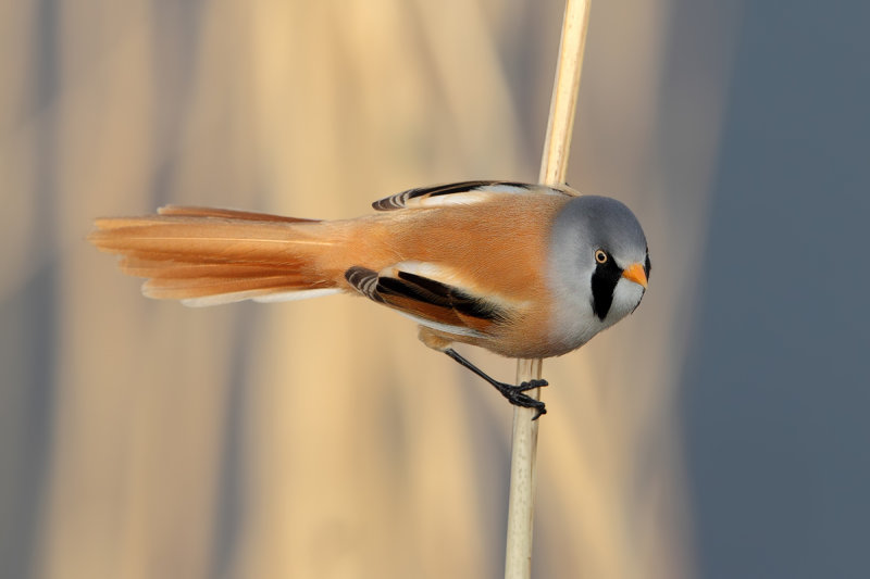 Bearded Reedling (Panurus biarmicus)