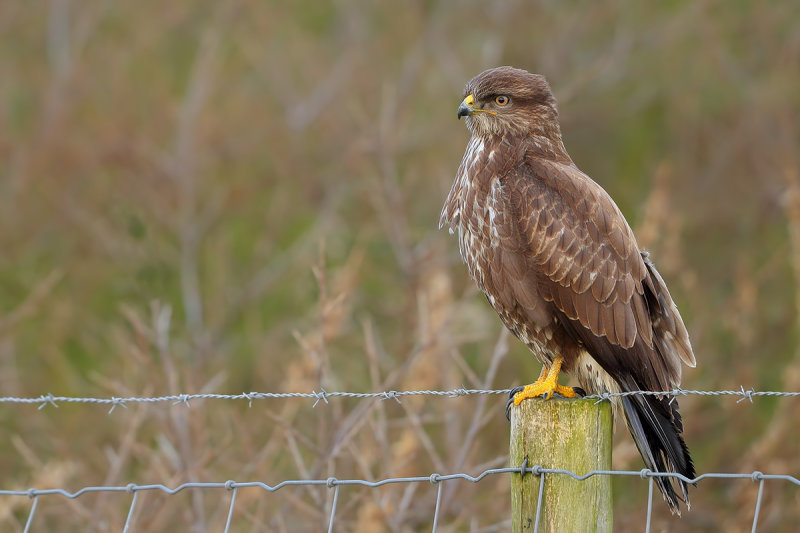 Common Buzzard (Buteo buteo)