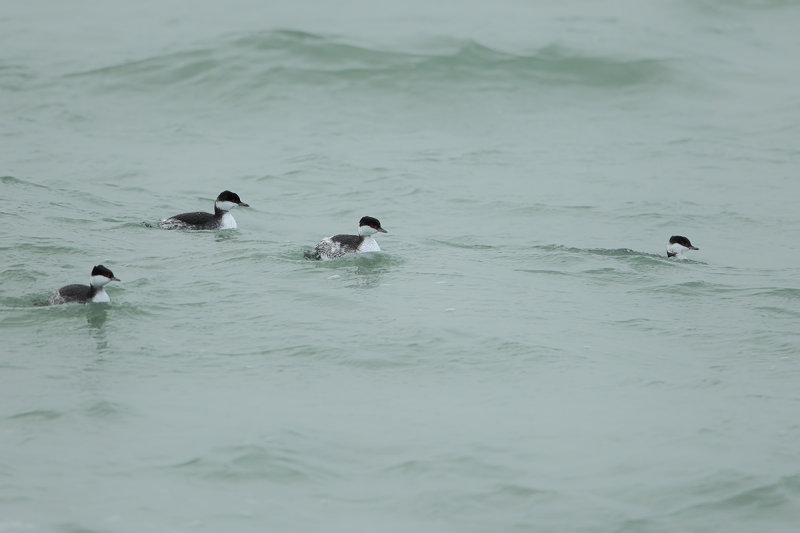 Slavonian Grebe (Podiceps auritus)