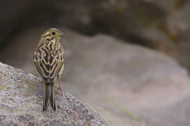 Cirl Bunting ( Emberiza cirlus)