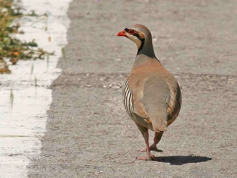 Chukar (Alectoris chukar)