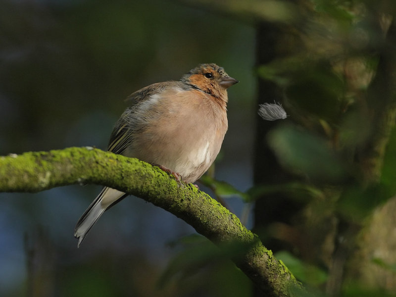 Common Chaffinch (Fringilla coelebs) 