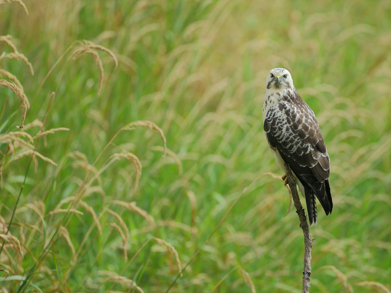 Common Buzzard (Buteo buteo) 