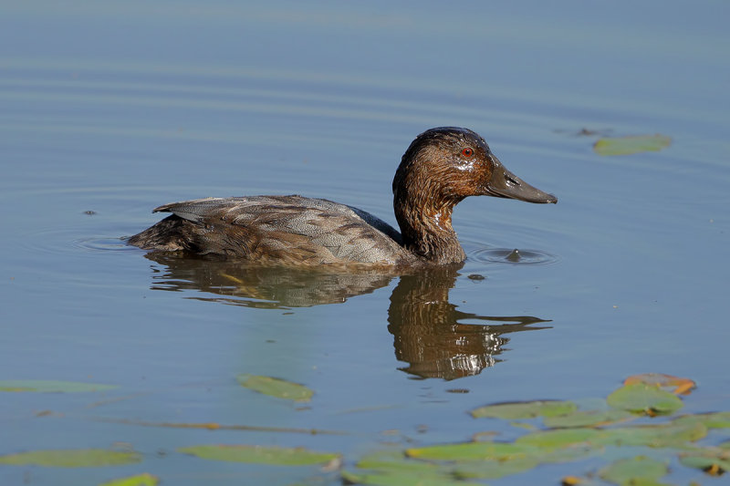 Common Pochard (Aythya ferina) 