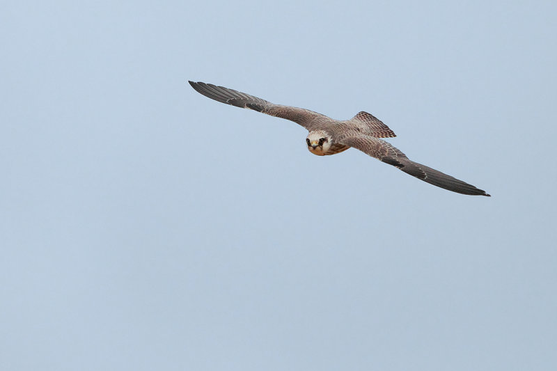 Red Footed Falcon (Falco vespertinus)